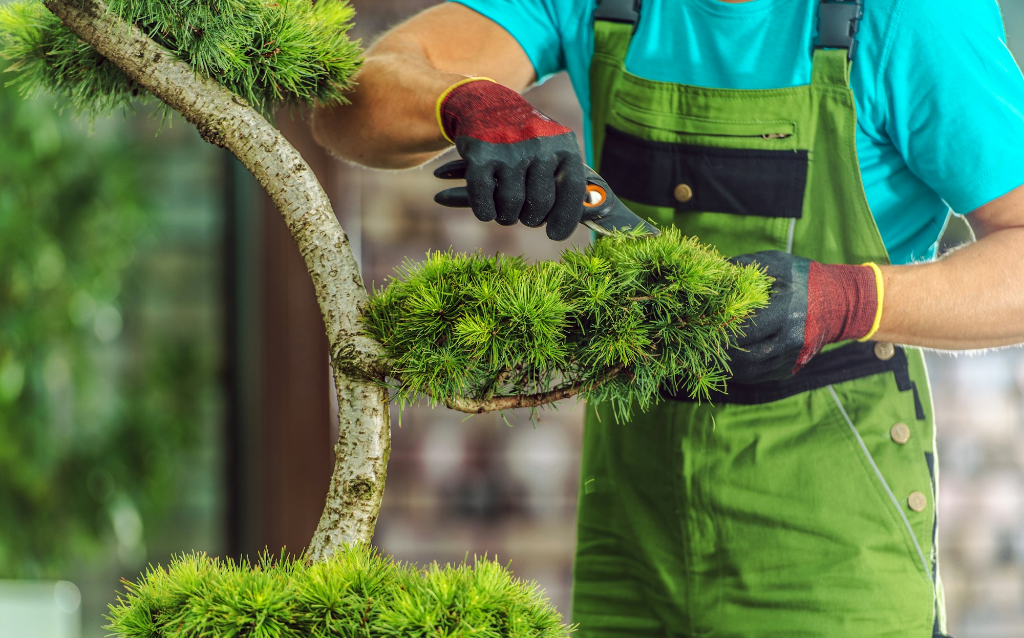 Landscaper Pruning Decorative Evergreen Tree